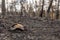 Catastrophic results of massive wildfires in Evros region of Greece, recovery and prevention measures, dead turtle