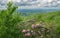 Catawba Rhododendron, Blue Ridge Mountains, Shenandoah Valley