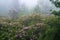 Catawba Rhododendron and Mountain Laurel in the Fog