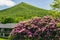 Catawba Rhododendron, Peaks of Otter Lodge, and Sharp Top Mountain