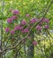 Catawba Rhododendron Shrub