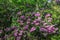 Catawba Rhododendron Shrub