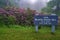 Catawba Rhododendron Shrub at Block Rock Hill Overlook