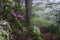 Catawba Rhododendron Shrub by a path