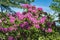 Catawba Rhododendron Shrub, Rhododendron catawbiense