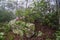 Catawba Rhododendron Shrub and Stone