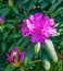 Catawba Rhododendron Wildflower