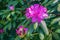 Catawba Rhododendron Wildflowers