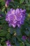 Catawba rosebay flowers