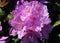 Catawba rosebay (Rhododendron catawbiense) flower blooming