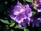 Catawba rosebay (Rhododendron catawbiense) flower blooming