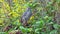Catbird in a Berry Bush
