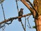 Catbird on a Branch: A gray catbird sings while perched on a branch in the morning sun with a bright blue clear sky