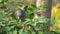 Catbird Calling in a Berry Bush