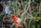 Catbird and a cardinal at the bird feeder in a garden at daytime