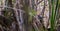 A Catbird in the cuban mangrove thicket