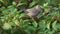 Catbird Eating Berries in a Bush