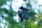 Catbird looking at the top of this suet cage