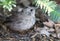 Catbird portrait