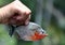 Catch of the day - an Amazon piranha