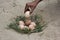 Catch the eggs from the nest of a chicken,Chicken\'s nest made o