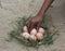 Catch the eggs from the nest of a chicken,Chicken\'s nest made o