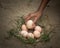 Catch the eggs from the nest of a chicken,Chicken\'s nest made o