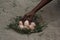 Catch the eggs from the nest of a chicken,Chicken\'s nest made o