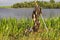 The catch perch on a background of lake