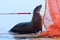 Catch pole on Harbour Seal