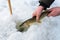 Catch and release small pike rule under winter fishing. Fisherman hands releasing fish into ice hole, closeup.