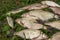 Catch of river fish from the splinter: bream, crucian carp, rudd, roach