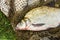 Catch of river fish from the splinter: bream, crucian carp, rudd, roach