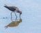 A Catch Wood Sandpiper hitting