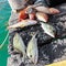 Catched fish on wooden pier