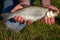 Catching a beautiful chub in the river the IJssel