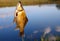 Catching crucian on lake background