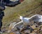 Catching glaucous gull (Larus hyperboreus) with objective of ringing