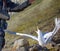 Catching glaucous gull (Larus hyperboreus) with objective of ringing