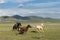 Catching and tame a horse in Gurvanbulag in Mongolian