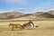 Catching and tame a horse in Gurvanbulag in Mongolian