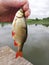 Catching Tiny Fish in Lake