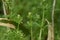 Catchweed Galium spurium flowers.