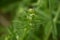 Catchweed Galium spurium flowers.