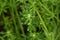 Catchweed Galium spurium flowers.