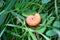 Catchy orange caterpillar (false larva) of poplar sawfly