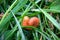 Catchy orange caterpillar (false larva) of poplar sawfly