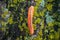 Catchy orange caterpillar of Sawfly on stone