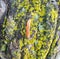 Catchy orange caterpillar of Sawfly on stone