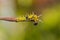 Catepillar of lime Butterfly ( papilio demoleus )